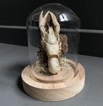 Zoetwaterkreeft in glazen stolpje, Verzamelen, Ophalen of Verzenden