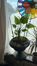 Alocasia + high pot, Huis en Inrichting, Ophalen