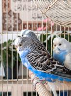 10 perruches ondulées mâles/femelles, Dieren en Toebehoren, Meerdere dieren, Parkiet, Tam