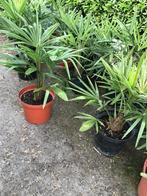 Palm planten in pot te koop.€ 30, Vaste plant, Bloeit niet, Halfschaduw, Ophalen