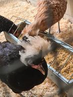Padua´s, Dieren en Toebehoren, Pluimvee, Vrouwelijk, Kip