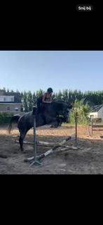 Zeer braaf wandelpaard/recreatiepaard