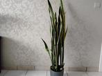 Dracaena trifasciata vrouwentong, Huis en Inrichting, Kamerplanten, Ophalen
