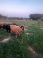 Ouessant Ram, Dieren en Toebehoren, Schapen, Geiten en Varkens, Mannelijk, Schaap, 0 tot 2 jaar