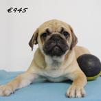 Mops puppy's te koop (Belgisch), Dieren en Toebehoren, Honden | Chihuahua's en Gezelschapshonden, België, CDV (hondenziekte), 8 tot 15 weken