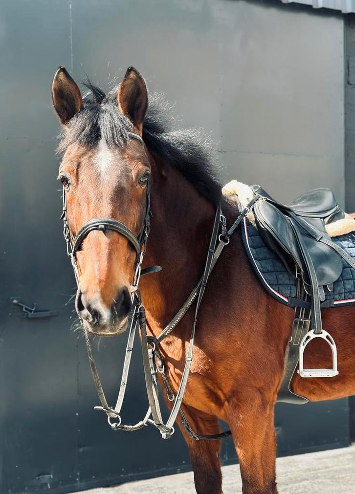 Halve stal aangeboden, Dieren en Toebehoren, Paarden, Merrie, 160 tot 165 cm, 11 jaar of ouder, Recreatiepaard, Met stamboom, Gechipt