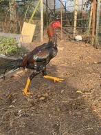 Shamo hanen, Dieren en Toebehoren, Pluimvee