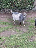 Drachtige geitjes, Dieren en Toebehoren, Schapen, Geiten en Varkens, Vrouwelijk, 0 tot 2 jaar