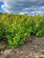 Laurierkers (paplaurier) Groenblijvende haagplant, Haag, Laurier, Ophalen, 100 tot 250 cm