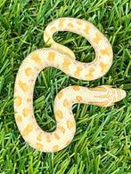 Westelijke haakneusslang, 3 maand, soort: Toffee Conda, Dieren en Toebehoren, Reptielen en Amfibieën, Slang, Tam, 0 tot 2 jaar