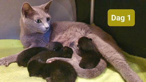 Kittens, Blauwe Rus moeder met vader naar eigen keuze, Dieren en Toebehoren, Katten en Kittens | Dekkaters, 0 tot 2 jaar