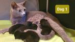 Kittens, Blauwe Rus moeder met vader naar eigen keuze, 0 tot 2 jaar