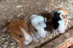 Lieve caviaatjes, Dieren en Toebehoren, November, Meerdere dieren, Cavia