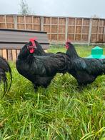 Australorp hanen, Dieren en Toebehoren, Pluimvee, Mannelijk, Kip