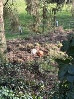 Opzoek naar kippen eenden ganzen haan, Dieren en Toebehoren, Pluimvee