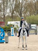 15jarige bwp merrie met winnaarstalent, Dieren en Toebehoren, Merrie, Springpaard, Gechipt, 160 tot 165 cm