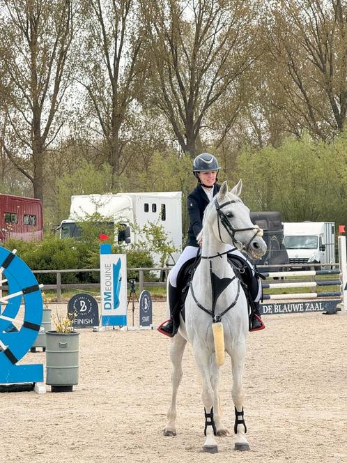 15jarige bwp merrie met winnaarstalent, Dieren en Toebehoren, Paarden, Merrie, 160 tot 165 cm, 11 jaar of ouder, Springpaard, Met stamboom