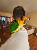 Klein Caique 2 maanden, Papegaai, Tam