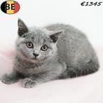Britse Korthaar (Blauw) kittens geboren in België, Meerdere dieren, Gechipt, 0 tot 2 jaar