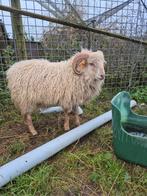 Ouessant Rammen (Wit), Dieren en Toebehoren, Mannelijk, Schaap, 0 tot 2 jaar