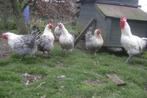 Foktoom Bresse Gauloise, Meerdere dieren, Kip