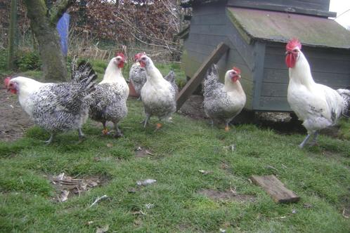 Foktoom Bresse Gauloise, Dieren en Toebehoren, Pluimvee, Kip, Meerdere dieren
