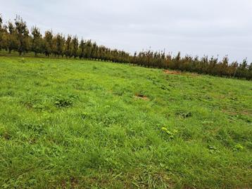 mooie stukje landbouwgrond van 1.450 m2 in Zepperen te koop beschikbaar voor biedingen