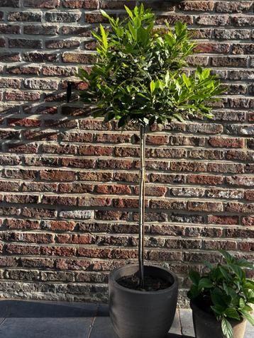 laurier op stam 135 cm - vaste tuinplant / terras / kruiden beschikbaar voor biedingen