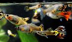 Aquarium - Guppies, Dieren en Toebehoren, Vis, Zoetwatervis