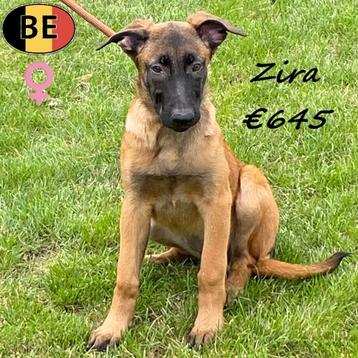 "Zeno & Zira" Mechelse Herder pups (Belgisch) beschikbaar voor biedingen