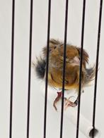 Canaris frisés Fiorino 2025 couple, Animaux & Accessoires