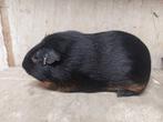 Cavia's na selectie, Dieren en Toebehoren, Cavia