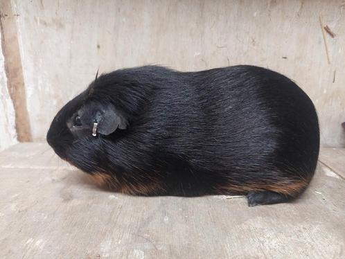 Cavia's na selectie, Dieren en Toebehoren, Knaagdieren, Cavia