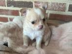 Prachtig chihuahua pupje reutje, België, Fokker | Hobbymatig, Reu, 8 tot 15 weken