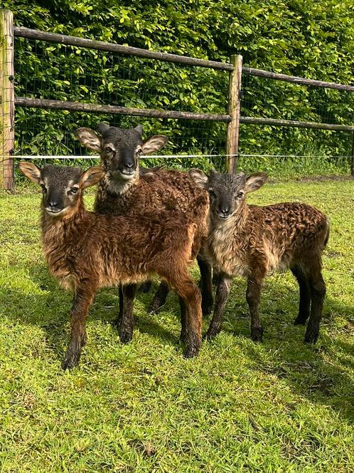 Soay schaap lammetjes, Dieren en Toebehoren, Schapen, Geiten en Varkens, Schaap, Mannelijk, 0 tot 2 jaar