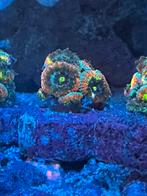 Koraal / Koralen Zeeaquarium Holy Grail Micromussa, Zoutwatervis