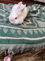 Konijn dwergkonijn leeuwenkopjes