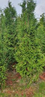 Bomen Heesters coniferen etc Schafterdijk 18 5556VK Valkensw, Tuin en Terras, Ophalen