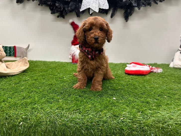 Dwergpoedel pups, Dieren en Toebehoren, Honden | Chihuahua's en Gezelschapshonden, Meerdere dieren, Poedel, Fokker | Professioneel