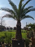 Phoenix Canariensis - dadelpalm, Tuin en Terras, Ophalen, Palmboom