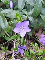 Vinca minor - kleine maagdenpalm, Tuin en Terras, Planten | Tuinplanten, Halfschaduw, Ophalen