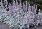 Stachys byzantina, Tuin en Terras, Planten | Tuinplanten, Ophalen