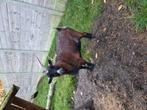 2 geiten, Dieren en Toebehoren, Schapen, Geiten en Varkens