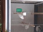 Wit recessive kanaries van 2025 te koop, Dieren en Toebehoren, Vogels | Overige Vogels