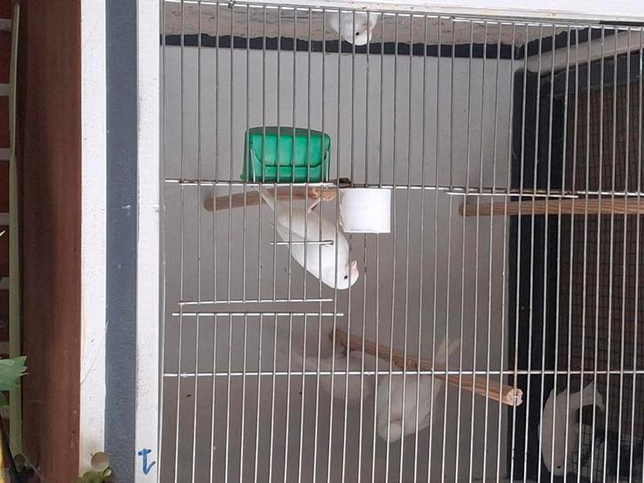 Wit recessive kanaries van 2025 te koop, Dieren en Toebehoren, Vogels | Overige Vogels