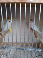 WITTE en GELE ALBINO GRASPARKIETJE met RODE OGEN van 2025, Dieren en Toebehoren, Vogels | Parkieten en Papegaaien, Meerdere dieren