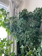 Groene plant, Ophalen, Overige soorten, Halfschaduw, In pot