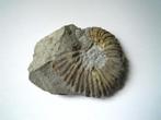 Fossile : Ammonite, Collections, Minéraux & Fossiles, Fossile, Enlèvement ou Envoi