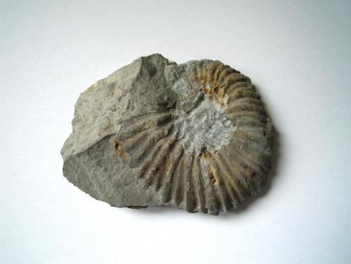 Fossiel : Ammoniet, Verzamelen, Mineralen en Fossielen, Fossiel, Ophalen of Verzenden