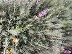 Lavendel uit volle grond, Ophalen, Bodembedekkers, Volle zon, Vaste plant